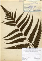 藏品(廣葉鋸齒雙蓋蕨)的圖片